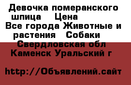 Девочка померанского шпица. › Цена ­ 40 000 - Все города Животные и растения » Собаки   . Свердловская обл.,Каменск-Уральский г.